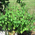 Rama & Shyama Tulsi Seeds For Planting